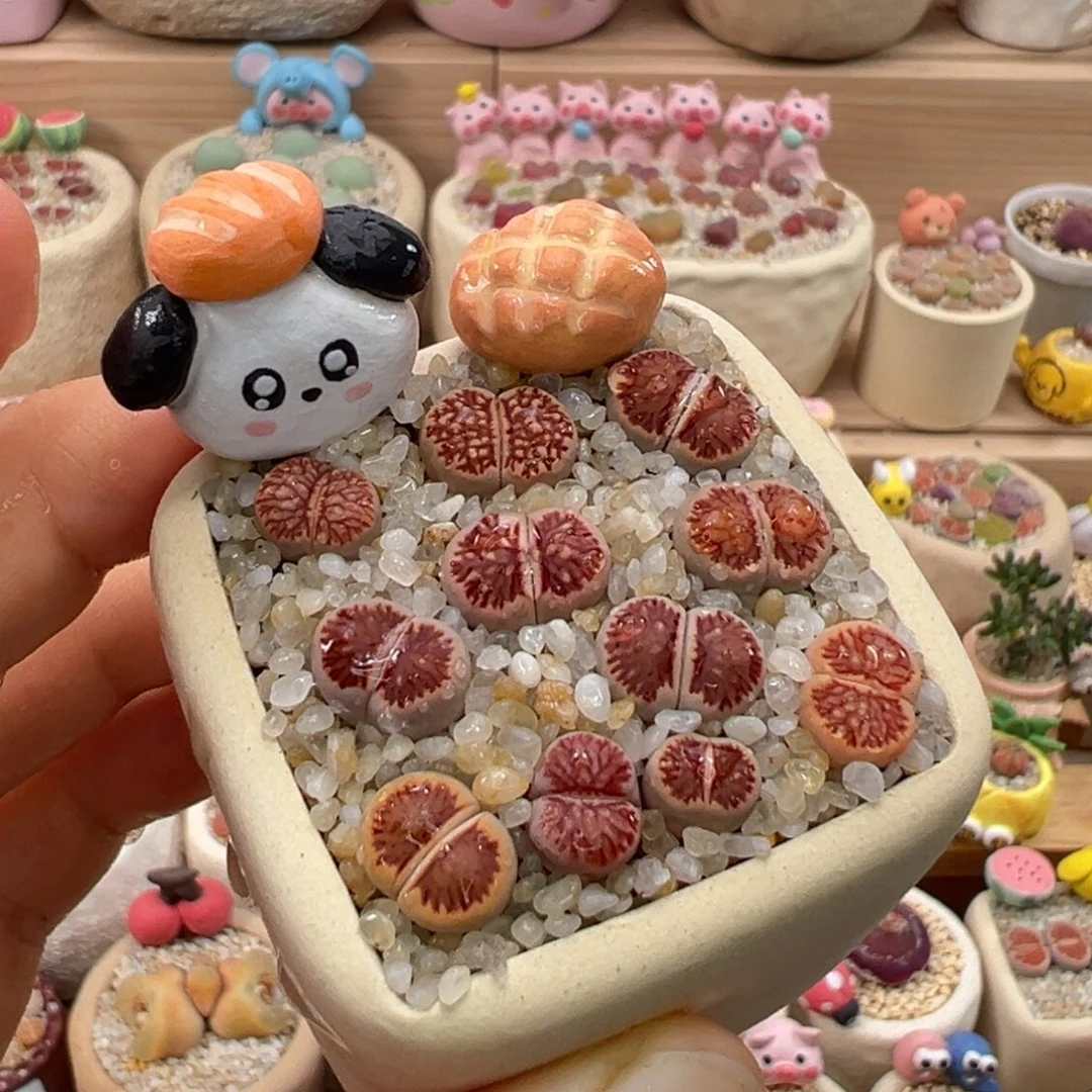 多肉植物49号红窗菊