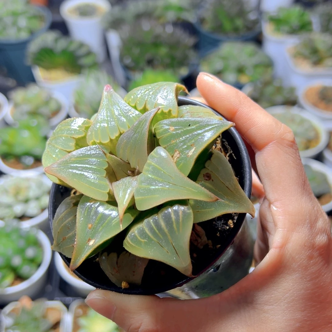 万象盆瑕疵媚凤玉露