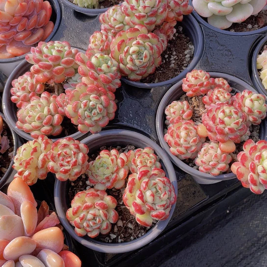 1055号 老桩萌豆精品一盆