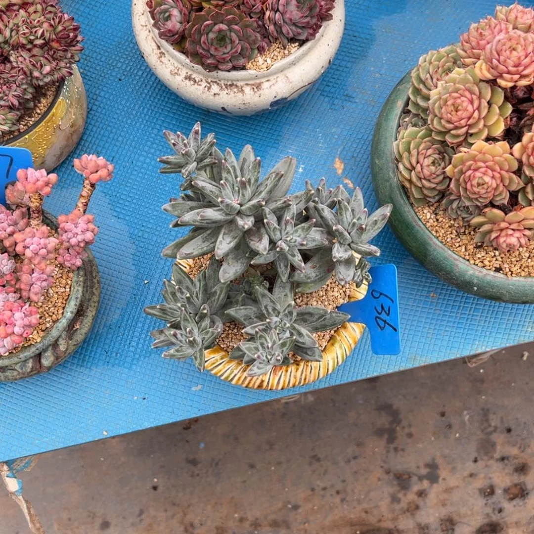 不****皮636凤羽多肉植物