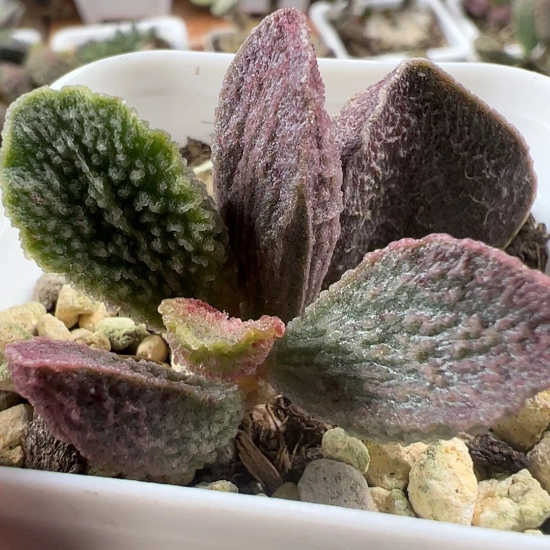 实生新品大苗多肉植物水泡