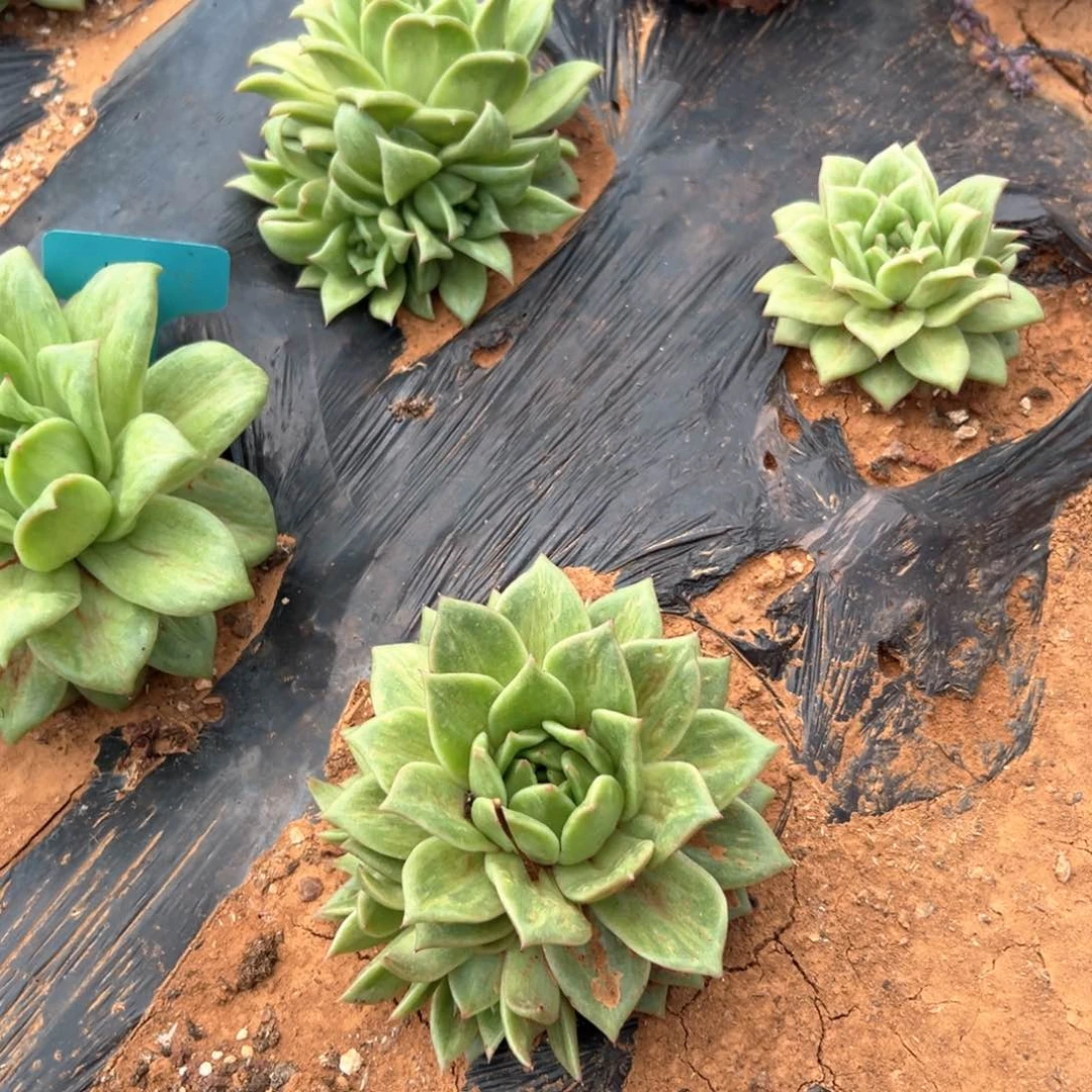 知**乐闪购2三头蔷薇玛丽亚