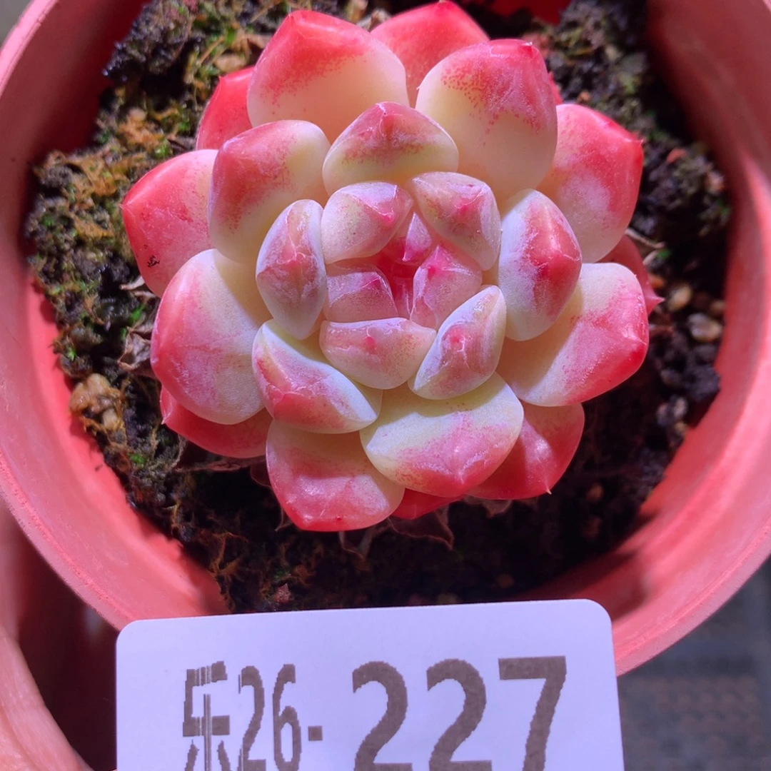 乐然26-227 秘境冰魄