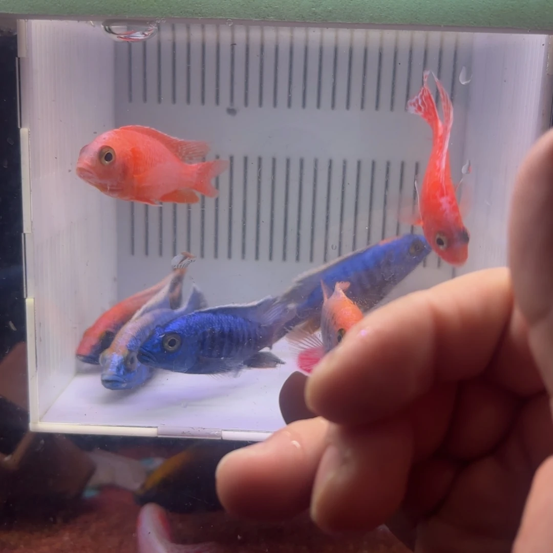 慈鲷鱼直播21号8条其中备损2条