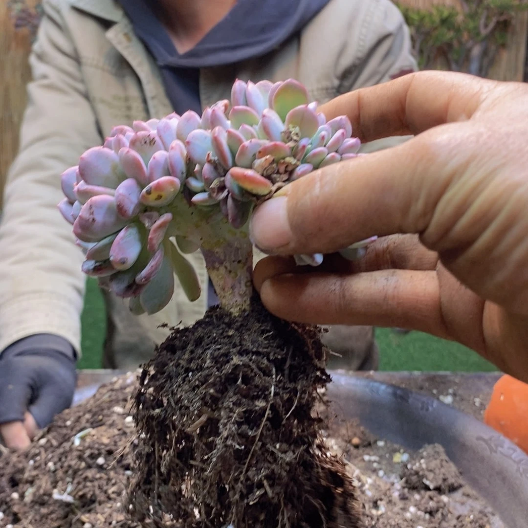 装***布F57号玛瑙缀多肉