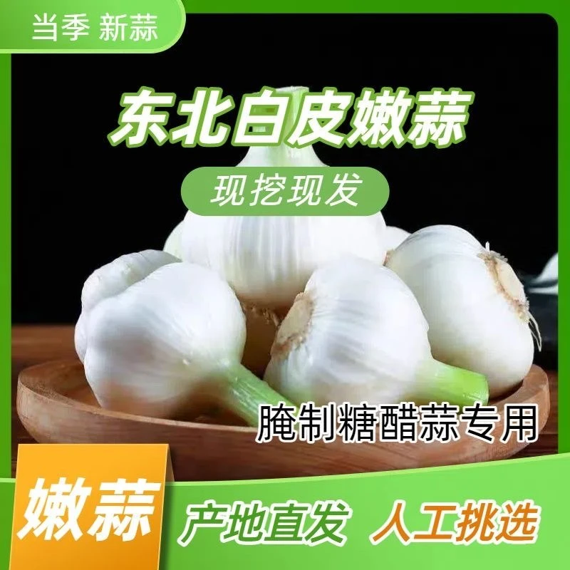 东北青蒜5斤糖醋蒜腊八蒜现挖新鲜白皮嫩蒜咸蒜马牙子大蒜湿蒜