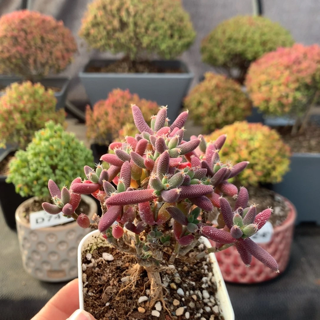 758玉米开播福利