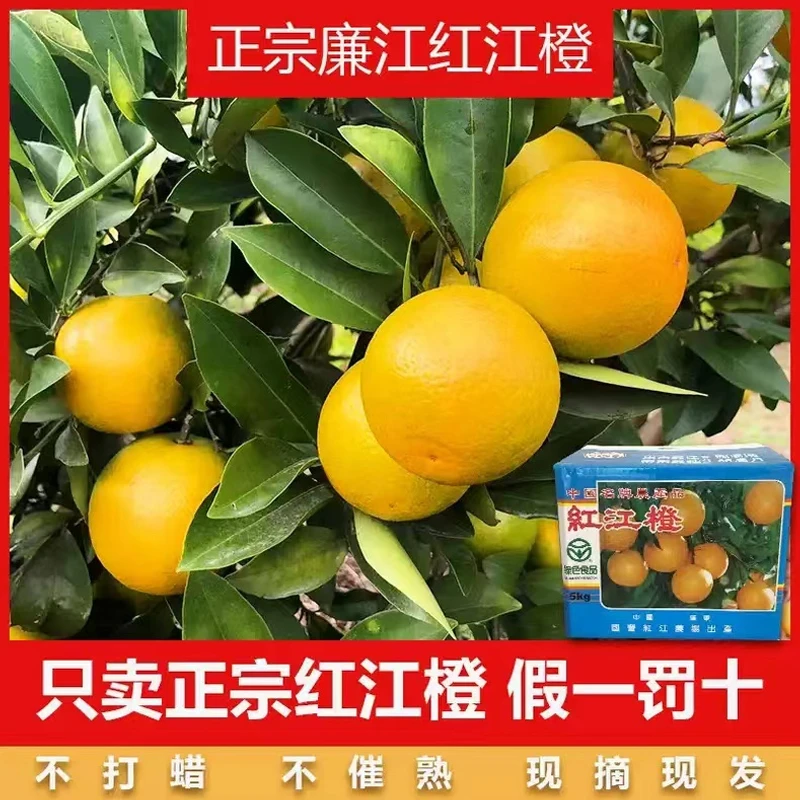正宗廉江红江橙果园现摘当季新鲜皮薄多汁酸甜可口