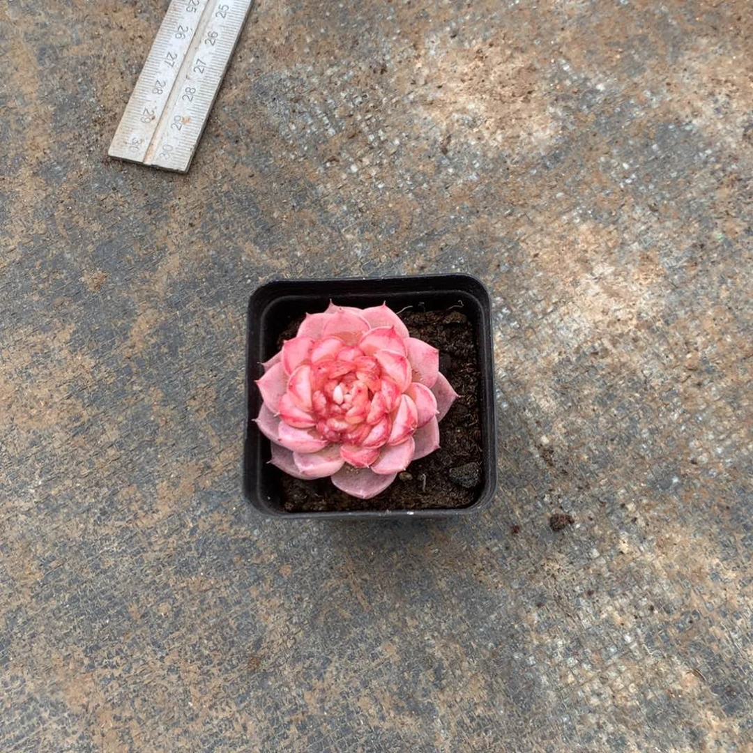 清新可爱不变形哈