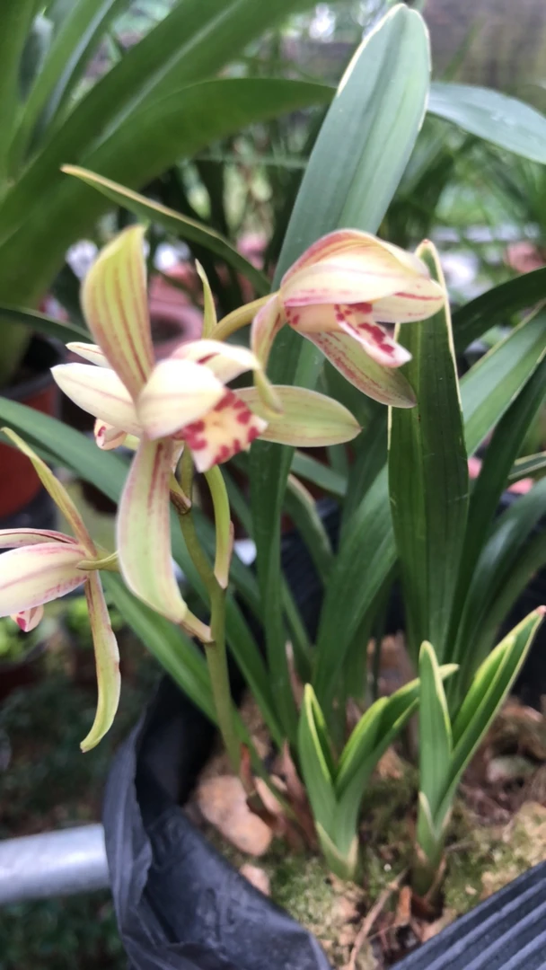 兰花苗带花苞 禅月达摩 金边矮种建兰四季兰夏季带花苞室内盆栽