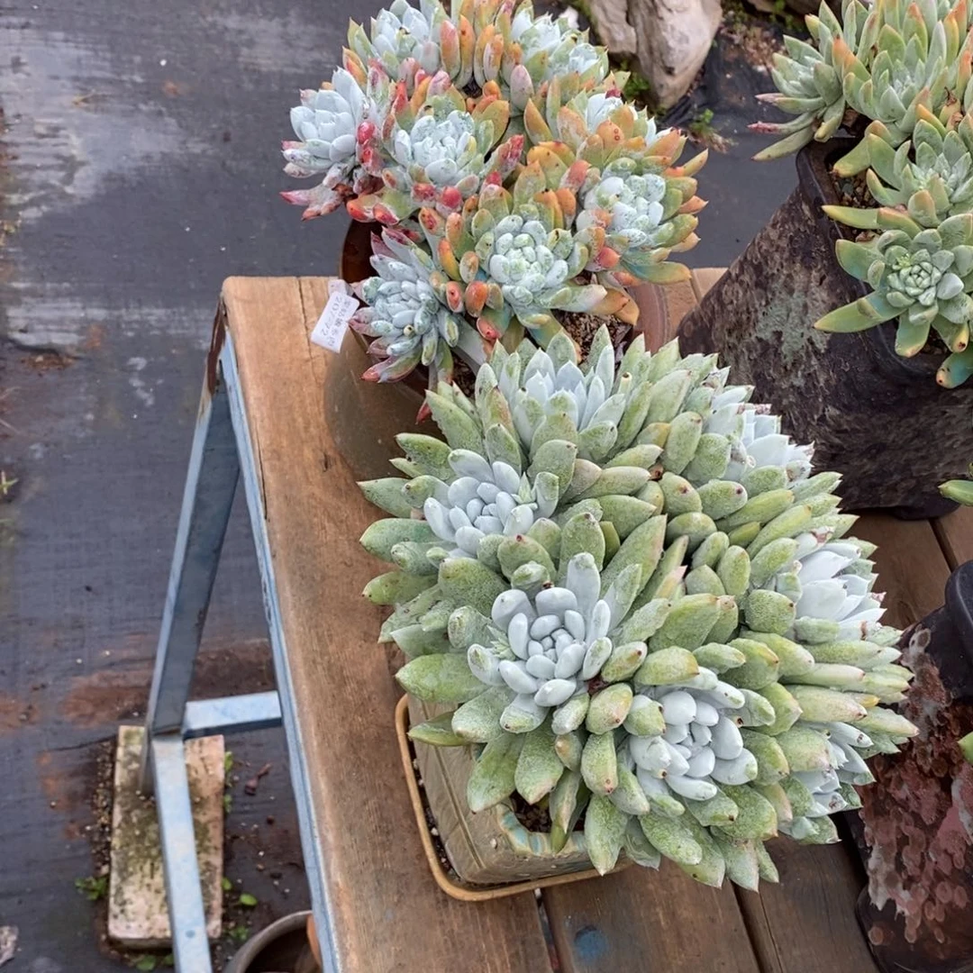 牛*72号拇指杂苹果叶两个