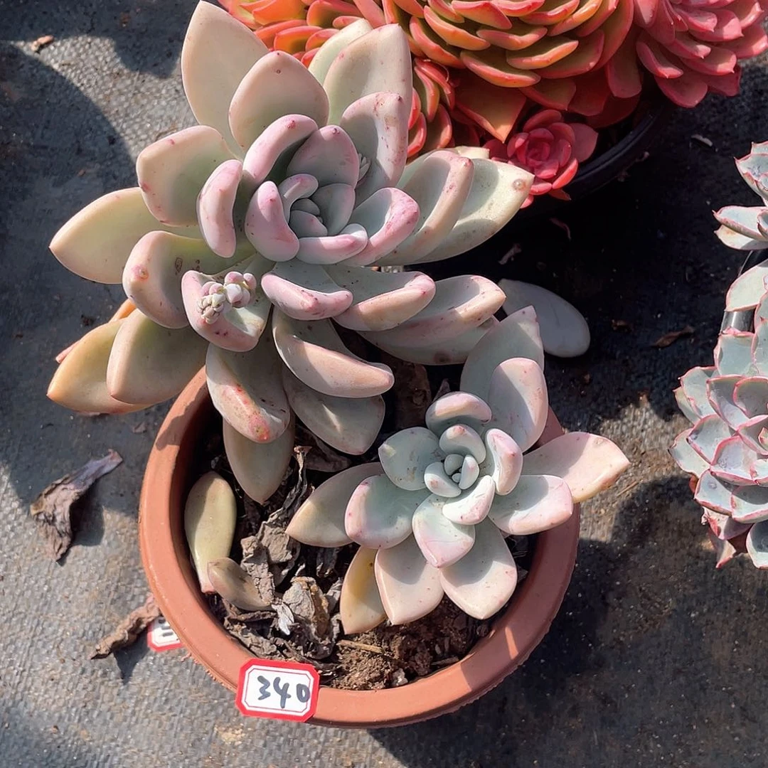 340奥普 一物一拍多肉