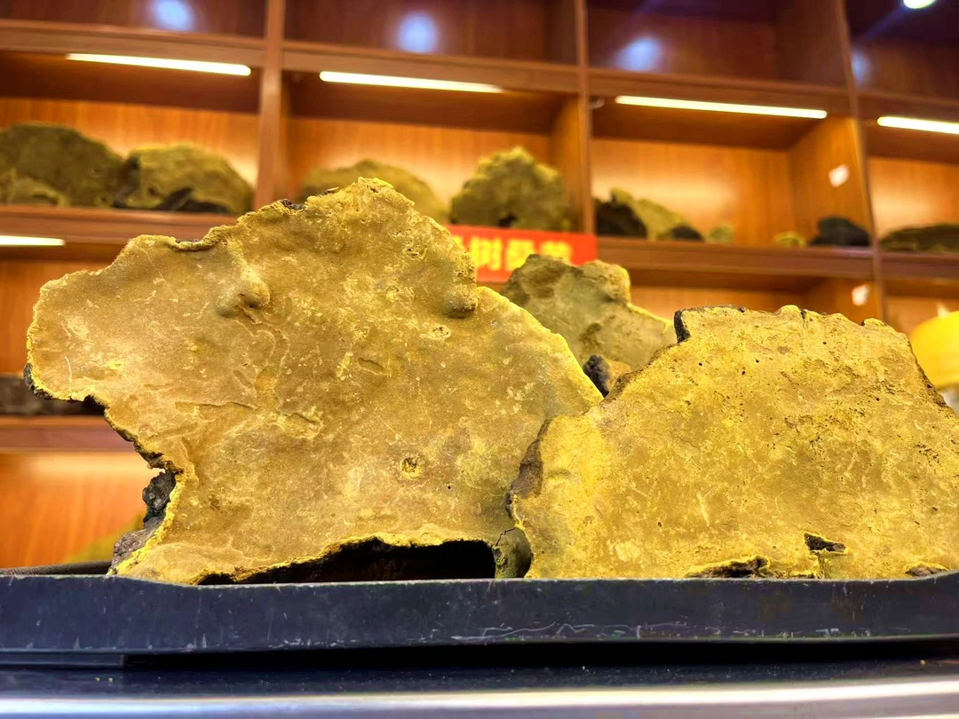 西藏桑树桑黄 老段块（国庆大促滋补好物）