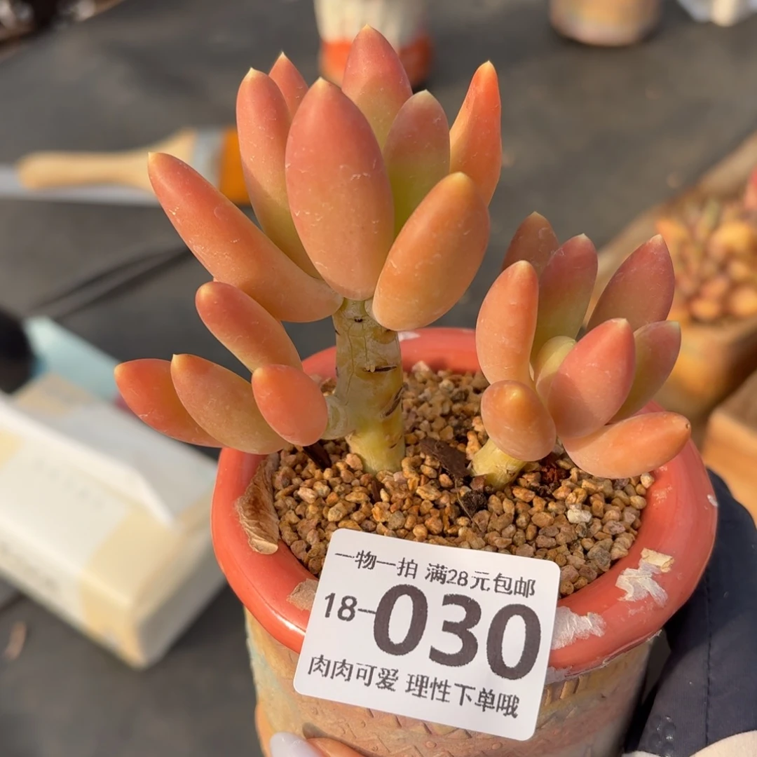 芒果奶无盆土发货无