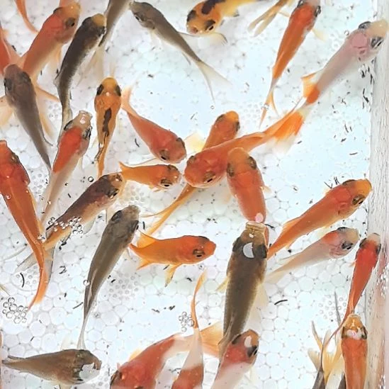 海水鱼草金花草2-4㎝90备10到手100条