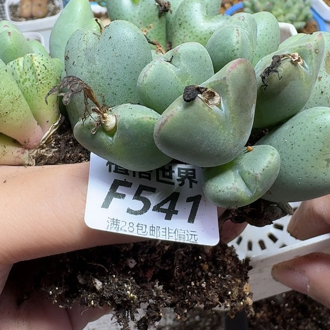 多肉植物的润泽fbnn