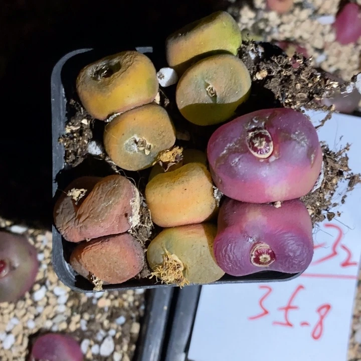 29232一组一组一组