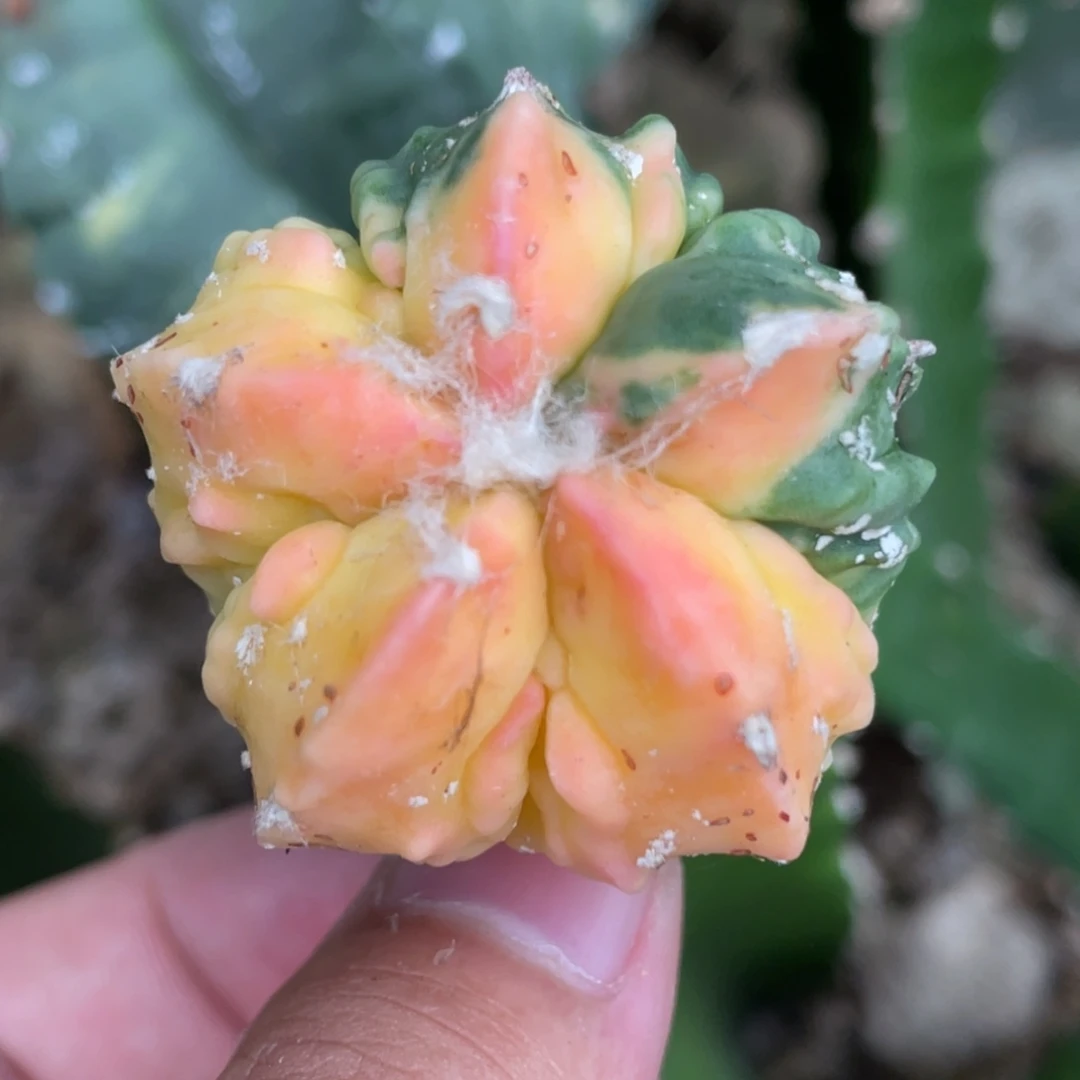 全部花朵核桃锦2号 仙人球