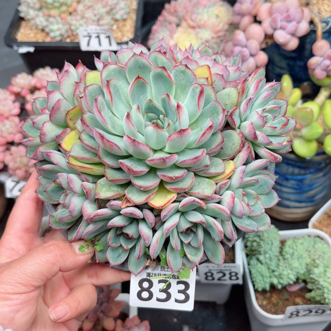 荷花手捧无盆土发货