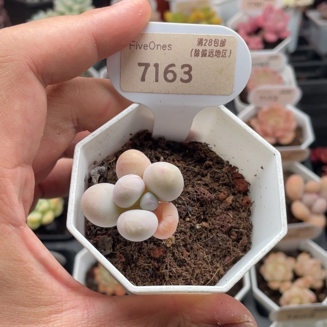 橙雪球奶酪7163-3厘米