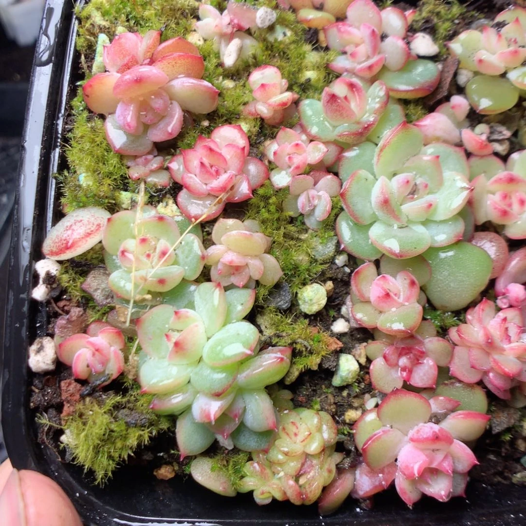 无花朵Q87。yudi。 ttttt