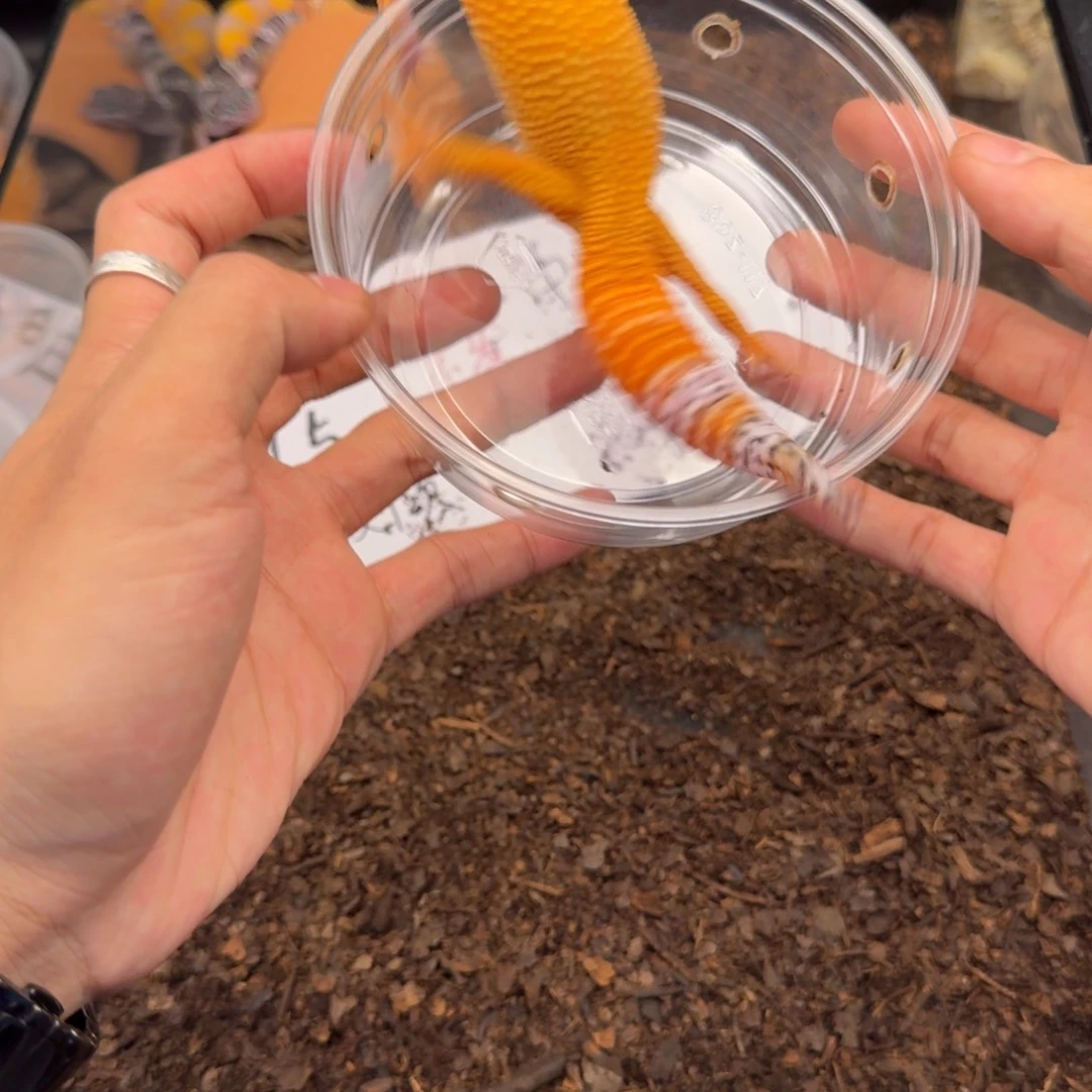 豹纹守宫血蜜橘妹妹