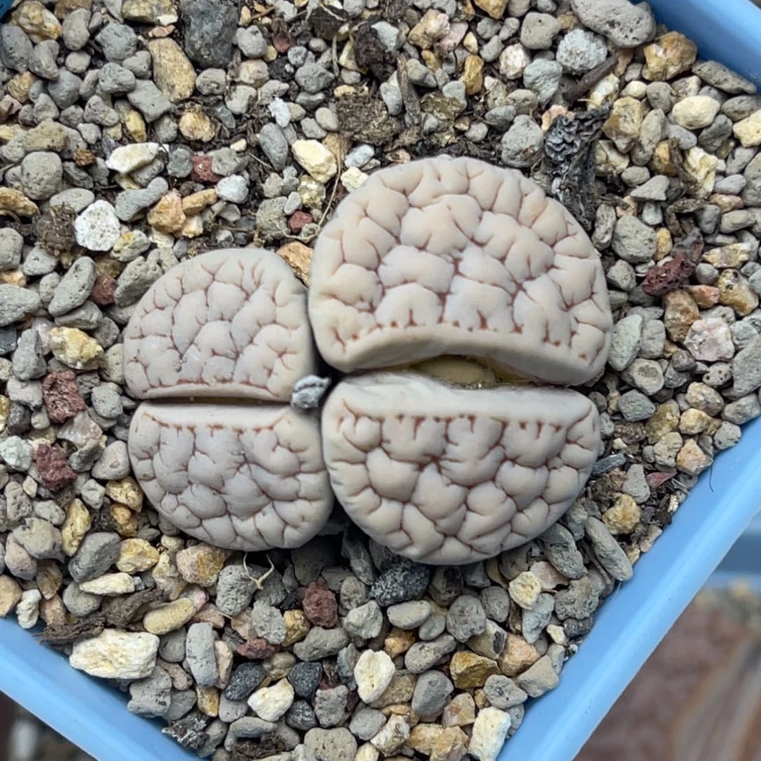 0174双头脑纹荒一颗