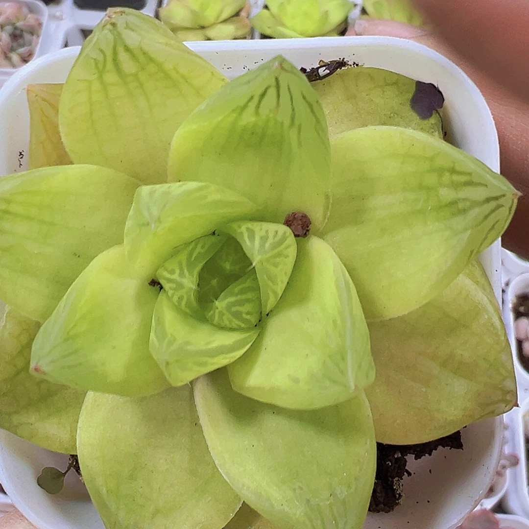 黄金雨露19包邮多肉植物