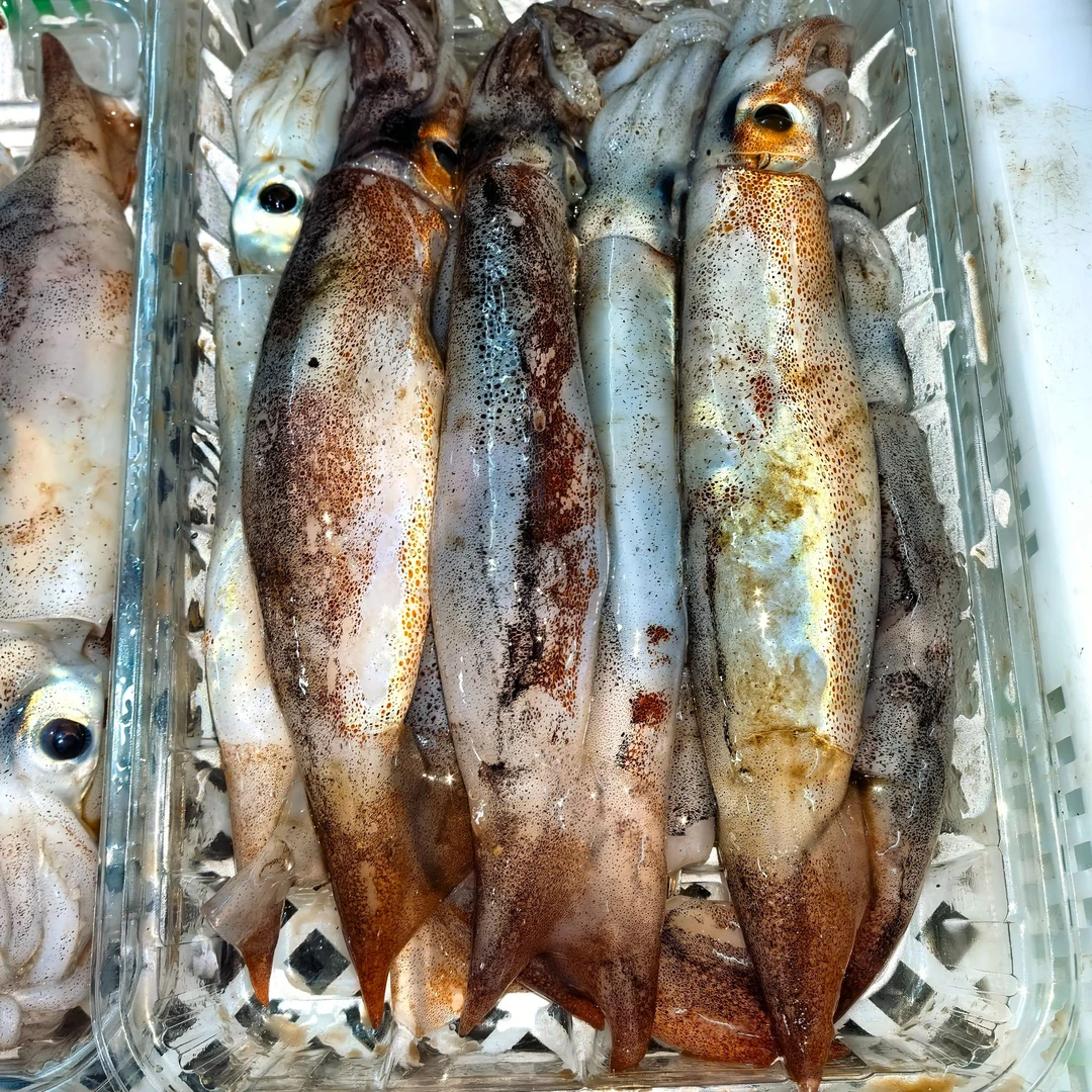 鲜活海鲜 灯光捕捞 大耳鱿鱼 海兔 笔管鱿鱼 鲜活速冻 精品海鲜