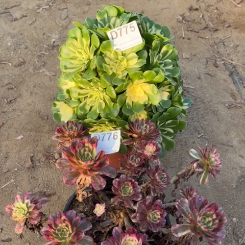 多肉植物辛尼亚白月光