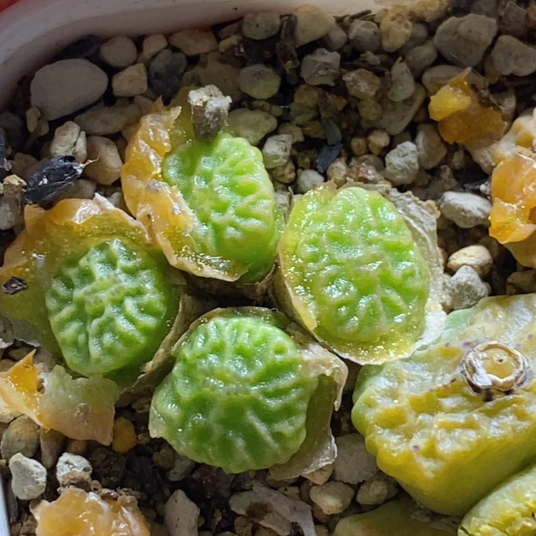 无**予3-1252好看好看好看超烧青蛙9479