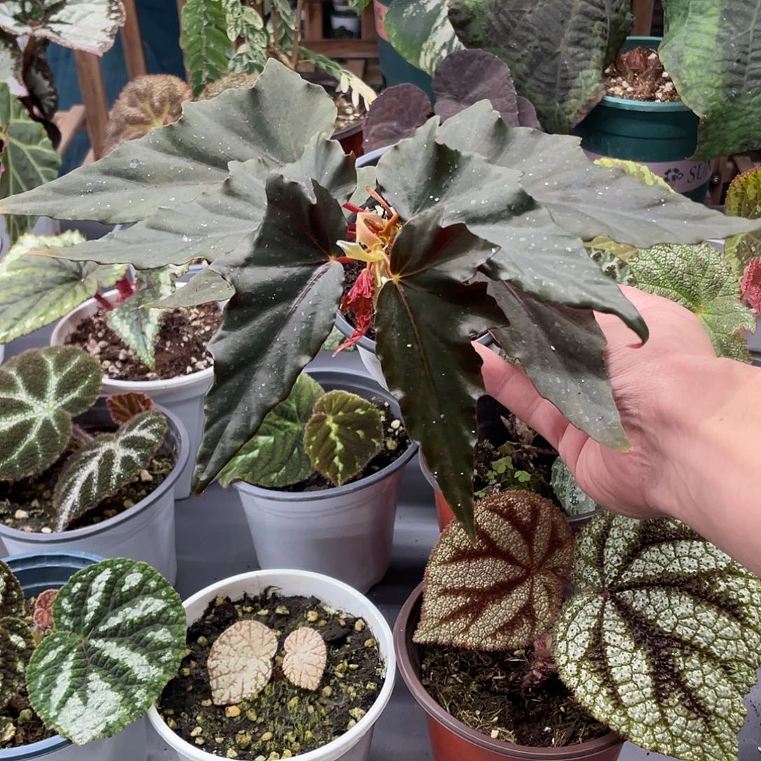 完全开放莉莉斯竹节