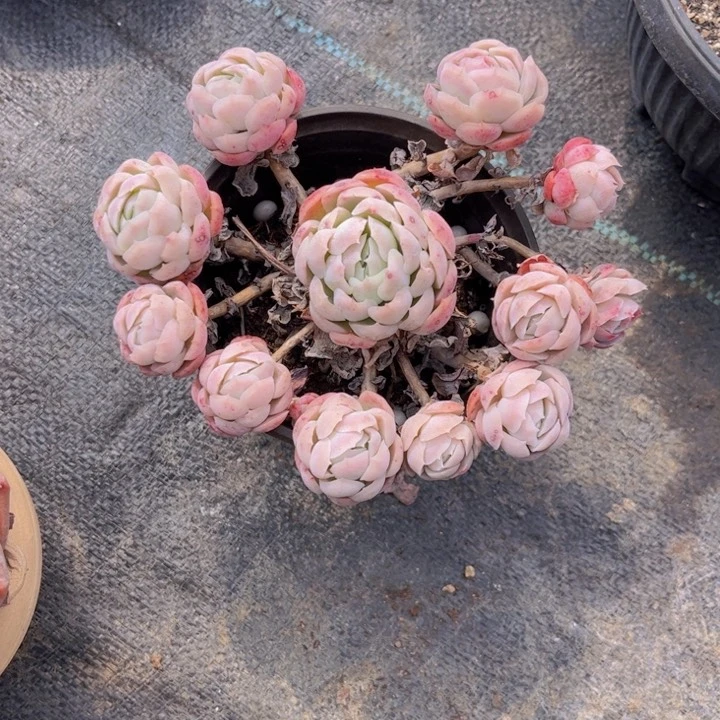 友家多肉一物一拍60