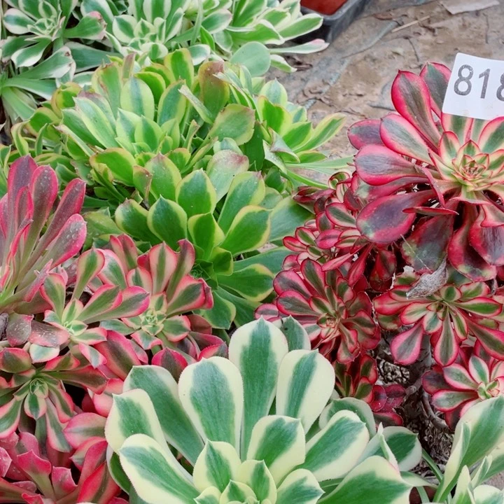 多肉植物组合818