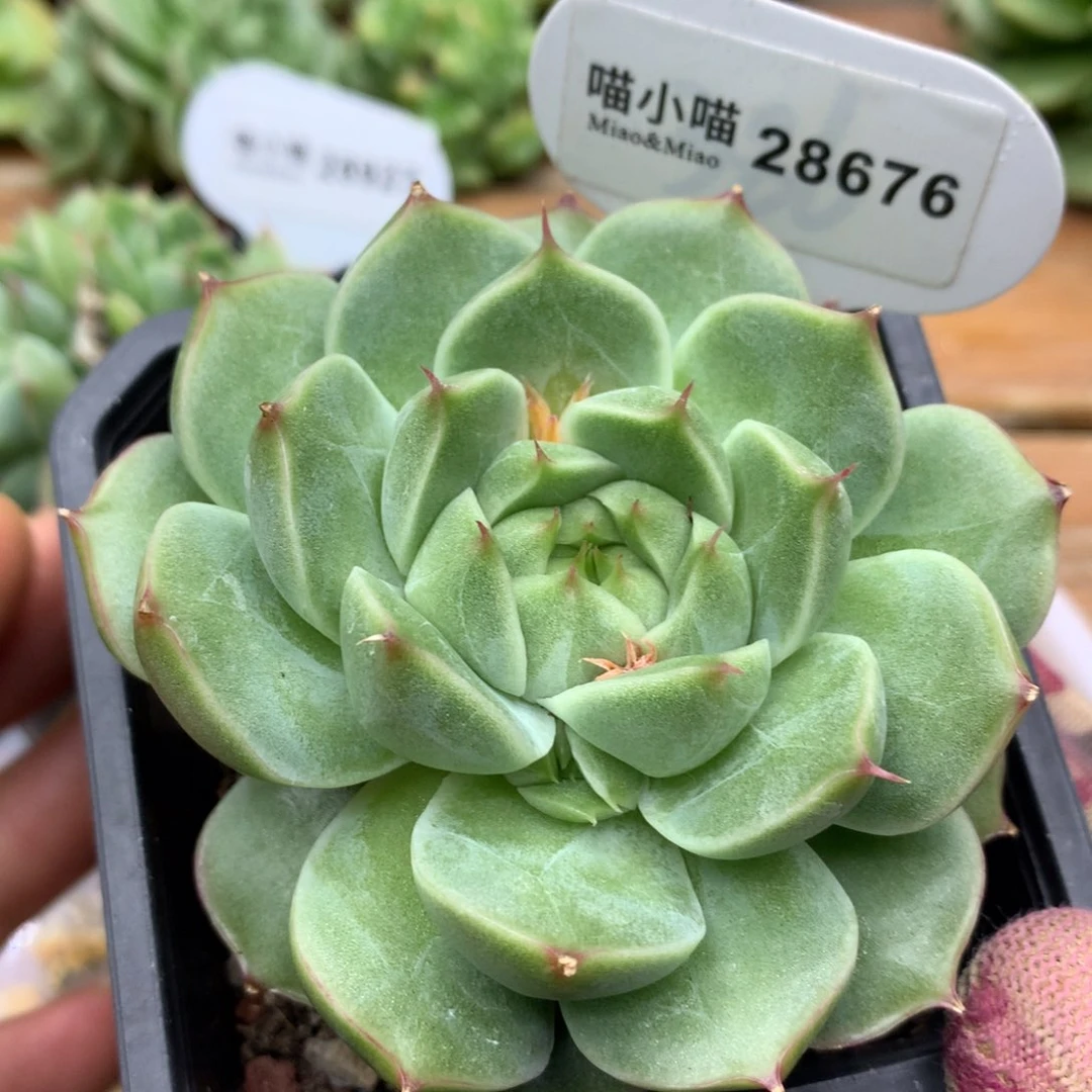 多肉植物东云珍妮
