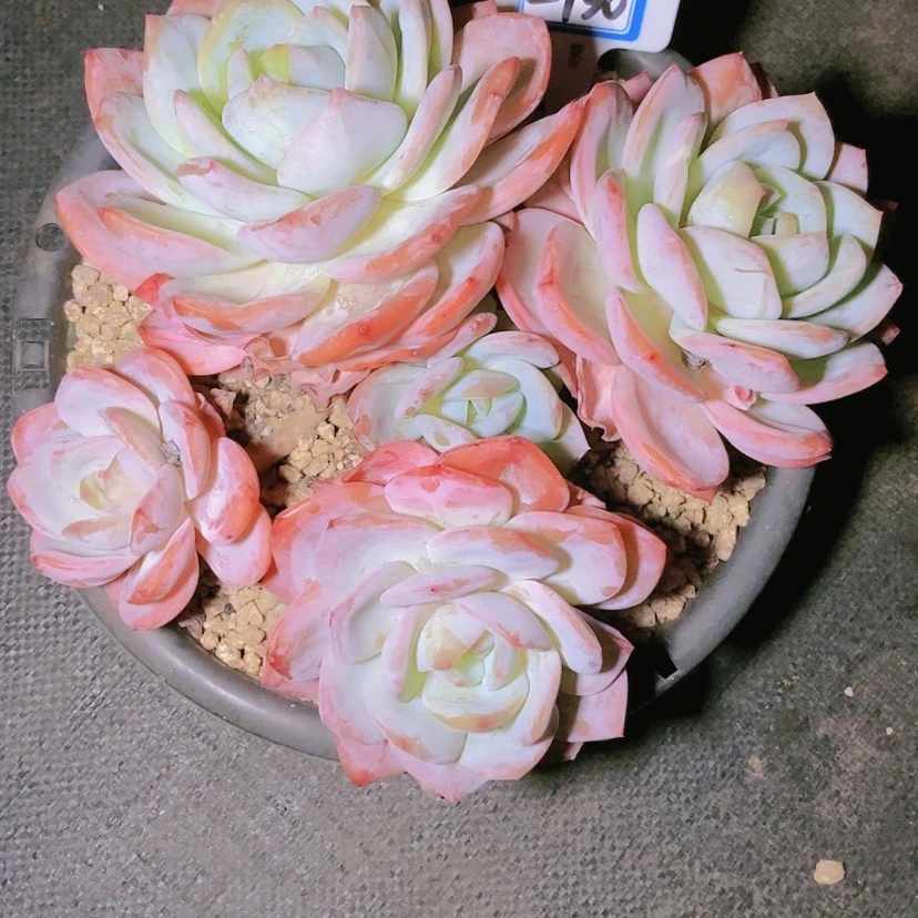 【闪购商品】田*2930