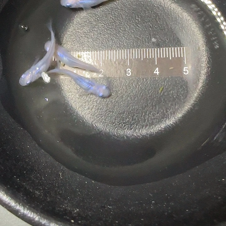 青鳉鱼青鱂水滴102