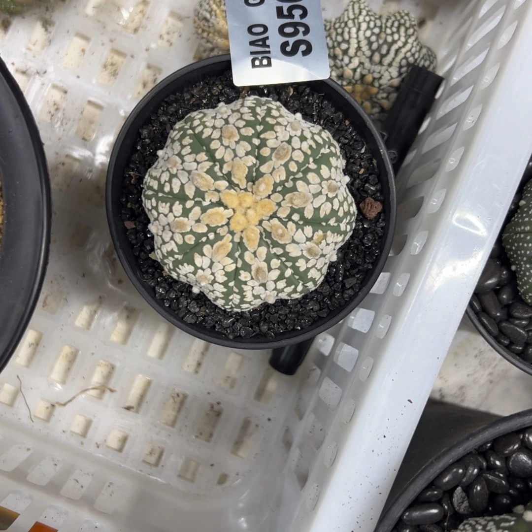 柔***意S956号兜仙人球多肉