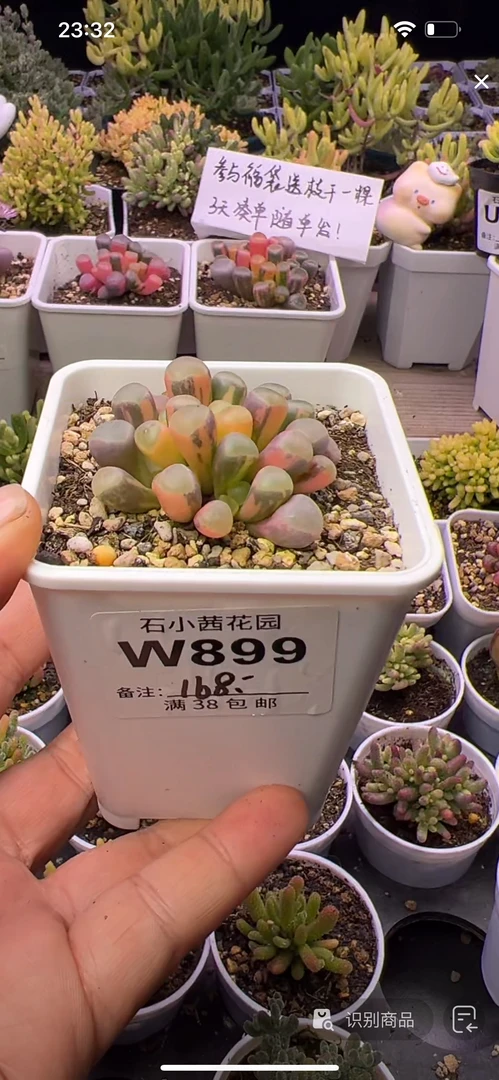 糖果-五十铃玉锦-多肉植物