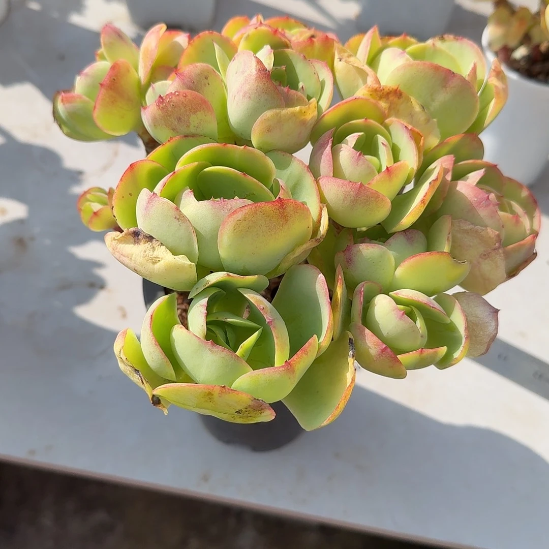 多***米鸡蛋碧桃多肉植物一颗