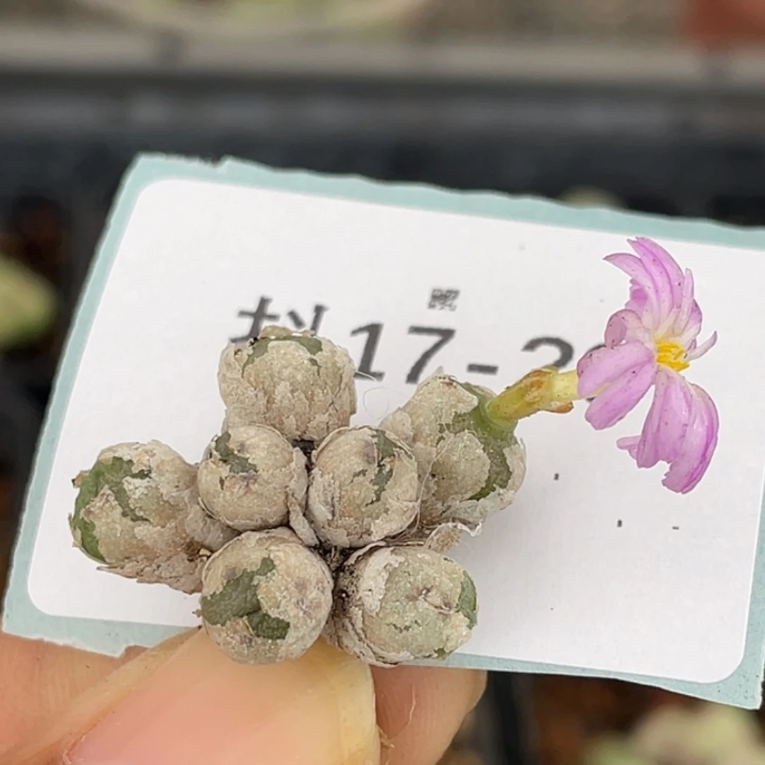 17-20肉锥多肉植物