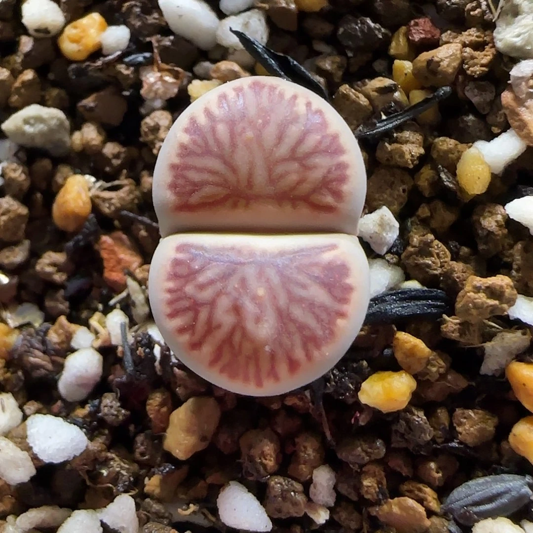 11.22。莲花纹红窗橘。7004