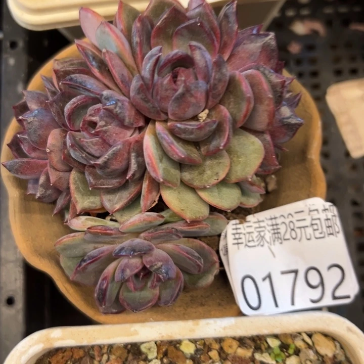 幸运的是你还没遇到