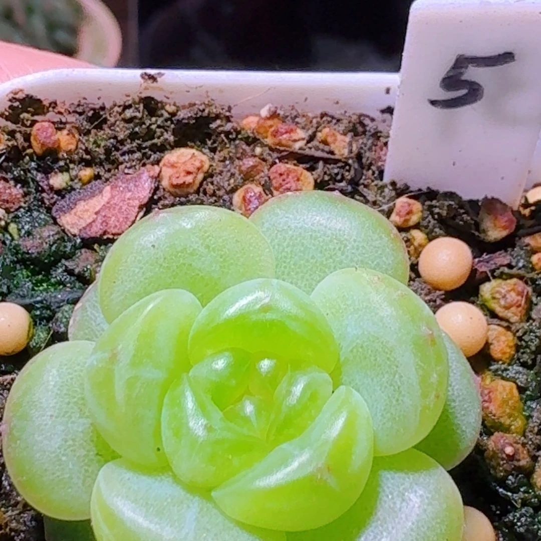 5珍妮单头哈哈哈哈哈