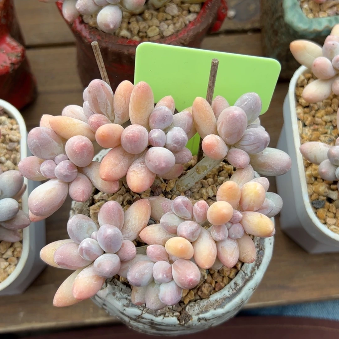 香水手指111111111111111111