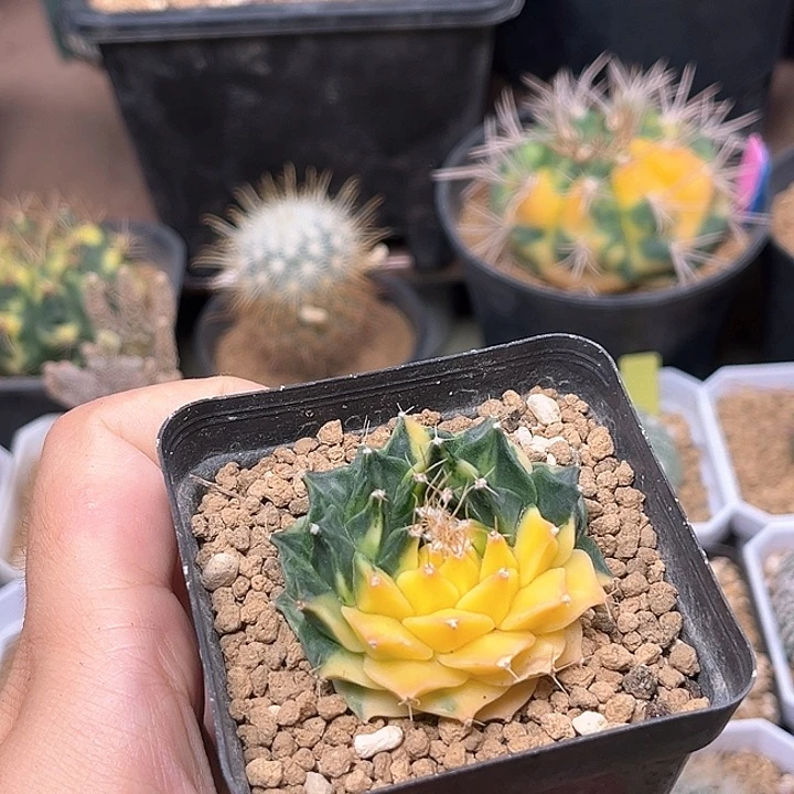 无花朵帝冠锦自根带盆发货