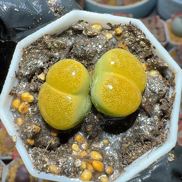 ****g生石花111222。  280