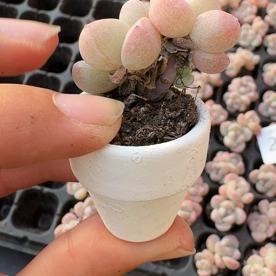 274号到手5颗，双头翡翠冰玉