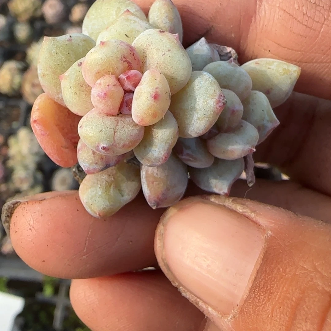 多肉小卡拉米糖心一物一拍