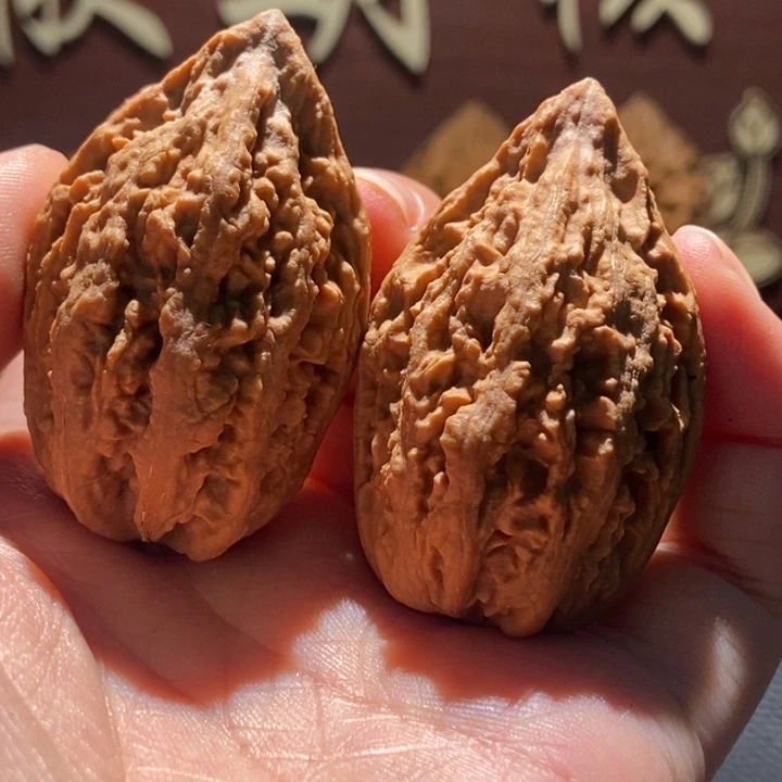 核桃蚂蚁枪楸玥核7